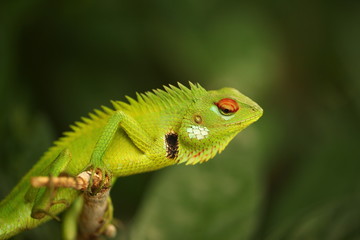 chameleon sitting on a tree branch in a tropical garden