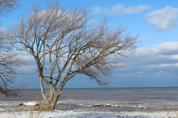 Fototapeta na wymiar Windblown tree on the Lake Ontario shoreline in the winter
