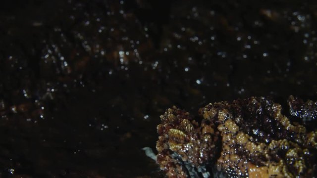 the frog opens his mouth and yawns