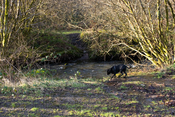 Staffordshire Bull Terrier dog near river body of water wild life outdoors animals