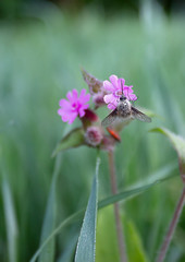 unusual fly and spring flower in morning dew. spring landscape