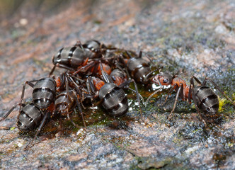 Waldameisen trinken Baumsaft