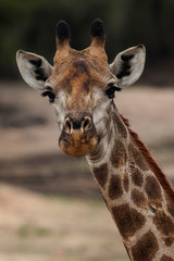 Girafa salvaje en Kruger National Park, Sudafrica
