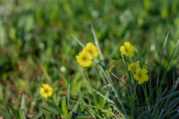 pequenas flores amarelas com fundo verdejante