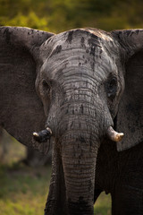 Retrato de un elefante salvaje en Kruger National Park, Sudafrica