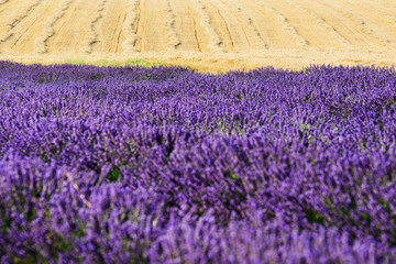 landscape - violet lavender field in france