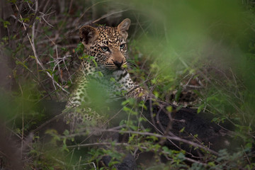 Leopardo salvaje en Kruger National Park, Sudafrica