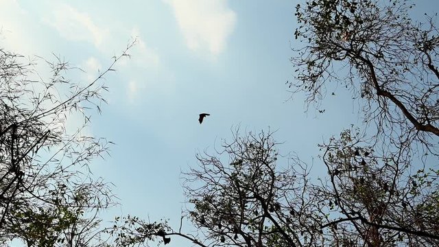 Flying Fox, Pteropus lyleior; five individuals randomly flying to right from the bottom and the left side, silhouette of trees, clouds on the left, and a bluesky.