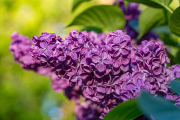 purple flowers in the garden