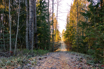 Forest scene on a sunny day