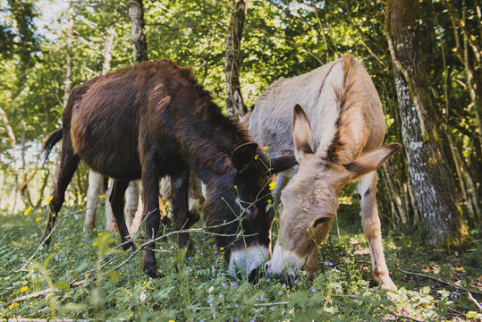 Deux &acirc;nes broutent dans les bois