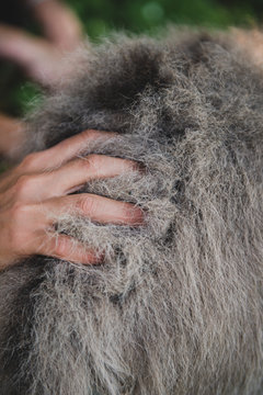 Main qui caresse le dos d'un ane