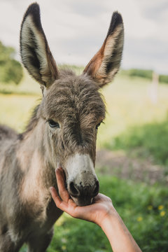 Eleveur caresse un petit ane