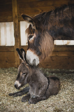 Jeune anon et sa mere dans l'&eacute;table