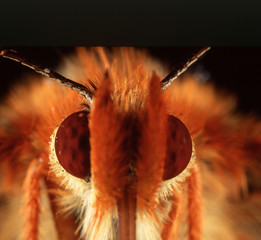 Butterfly eyes detail