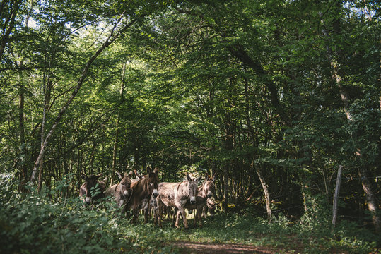 Troupeau d'ane dans les bois