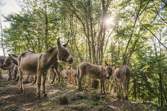 Troupeau d'ane dans les bois