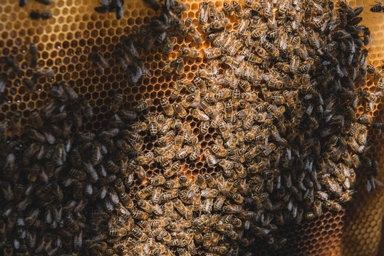 Abeilles dans leur ruche