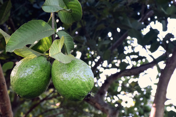Guava garden. Guava tree. Ripe guava