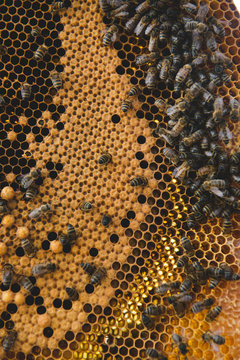 Abeilles dans leur ruche et cire