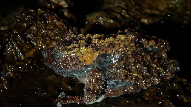 The Vietnamese frog molts and eats its skin.