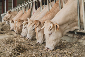Vache blondes d'aquitaine en train de manger