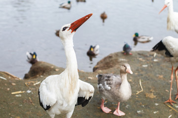 a Stork near the lake. portrait of a stork. stork eats bread with its beak