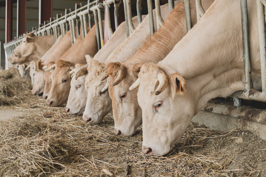 Vache blondes d'aquitaine en train de manger