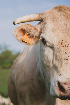 Vache Blonde d'Aquitaine dans un pr&eacute;