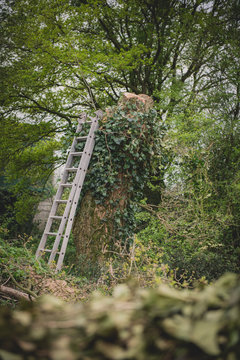 Echelle pos&eacute;e sur un arbre coup&eacute;e