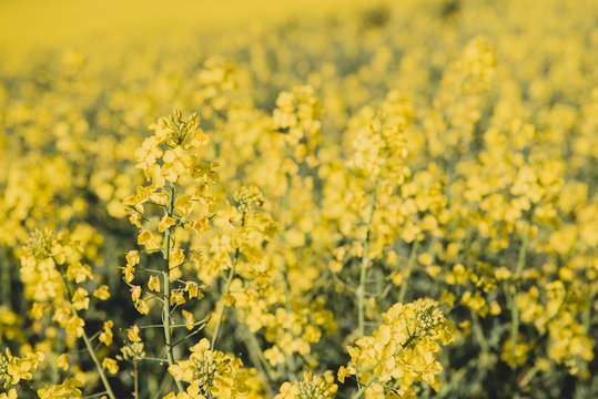 Champ de colza dans la campagne