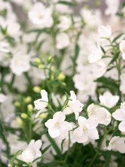 デルフィニウム