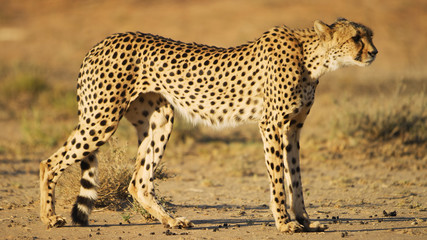 Fototapeta na wymiar cheetahs National Park Africa close up