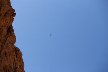 An eagle in the desert of south Sinai