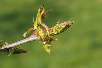 Fototapeta premium Nahaufnahme eines sprießenden Lindenblattes