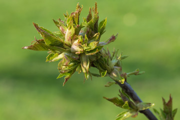 Nahaufnahme eines sprießenden Lindenblattes