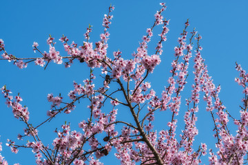 Mandelblüten vor einem blauen Himmel