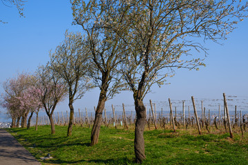 Obraz premium Blühende Mandelbäume im Rheingau