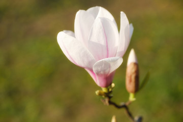 Nahaufnahme einer Magnolieblüte