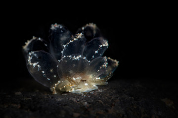 Butterfly Slug  (Cyerce sp.). Underwater macro photography from Tulamben, Bali,  Indonesia