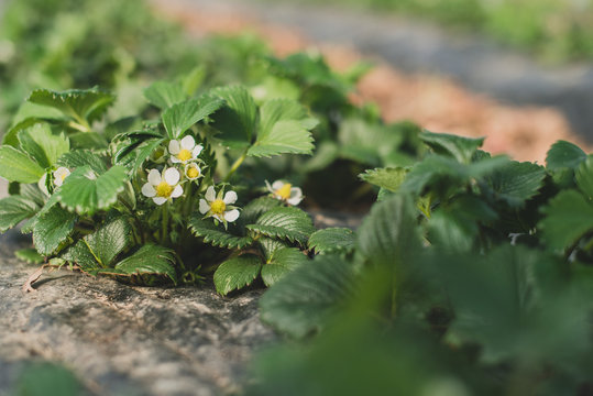 Fraisiers en fleurs sur b&acirc;che noire