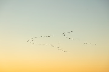 A flock of ducks migrating to the west