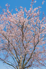 桜の木