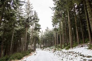 Zasypana śniegiem droga przez las