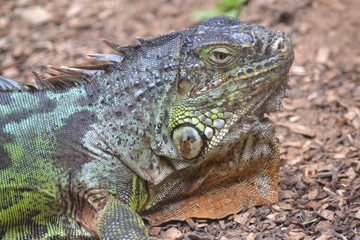 green iguana