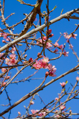Cerezo
