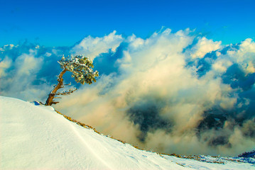 trees in hoarfrost and snow in the Ai-Petri mountains. Crimea