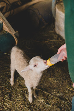 Agricultrice donne biberon de lait &agrave; un agneau