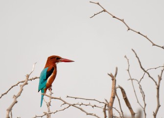 KINGFISHER