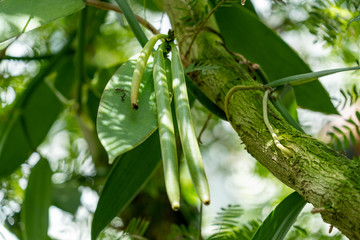 Fruits of Vanilla are growing in garden.